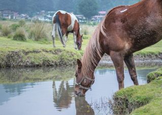 CABALLOS BEBIENDO AGUA